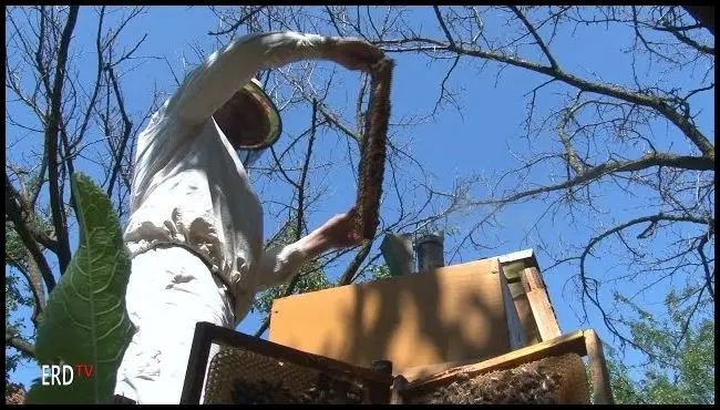 Traditional family beekeeping