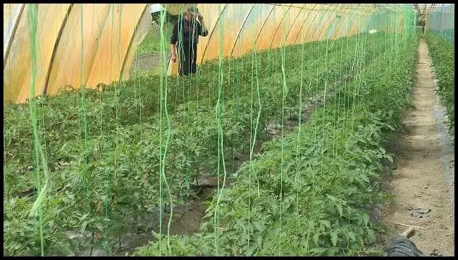 Cultivarea legumelor în Biborțeni