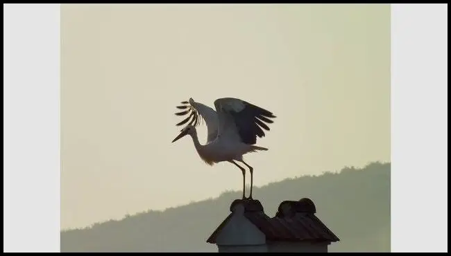 Seria de fotografii cu Abosa și Bejke, muzeolog Edit Hoffmann despre cuplul de berze din Baraolt