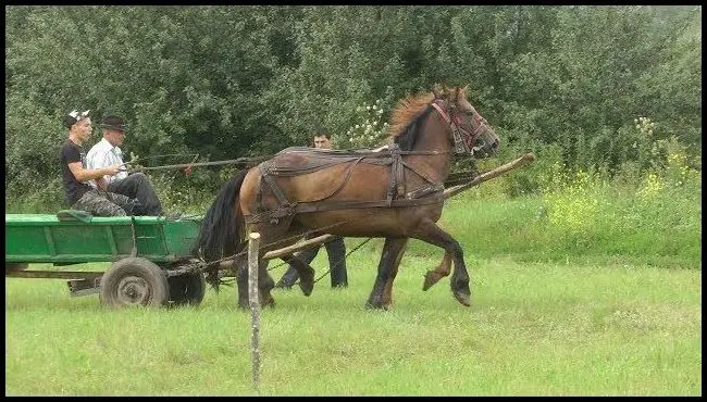 Concurs de conducere de trăsuri în Căpeni la Zilele Satului 2018