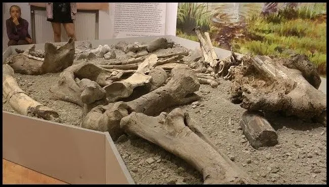 Vernisajul expoziției Mastodon în Racoșul de Sus