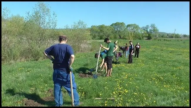 Plantarea puieților de copaci în Baraolt