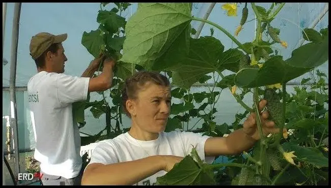 Growing vegetables in Aita Mare